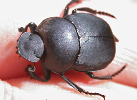 Tumble Beetle